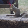 Zdjęcie z Wielkiej Brytanii - Wiewiórka w St. Jame