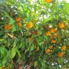 Zdjęcie z Grecji - hotelowe pomarańczki