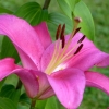 Zdjęcie z Polski - zwykłych lilii mam w ogrodzie sporo, ale odmiane królewską ( ponad 1,3 wysokosci) mam tylko tę jedną
