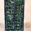 Zdjęcie z Włoch - Żywa brama