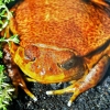 Zdjęcie z Polski - żaba pomidorowa; nazwa adekwatna do wyglądu:))