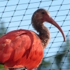 Zdjęcie z Polski - i podziwiać piękne ibisy szkarłatne
