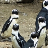 Zdjęcie z Polski - są tu też pingwinki przylądkowe, ale wolałabym je kiedyś zobaczyć w RPA na wolności.....