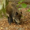 Zdjęcie z Polski - jako dziecko mówiłam na to zwierzę: dzika świnia:)