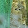 Zdjęcie z Polski - wilk na wilczym szlaku, który poruszał się tylko wzdłuż swojego płotu