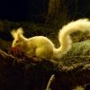Zdjęcie z Polski - rzadka w Polsce biała wiewiórka zamieszkująca tutejsze lasy