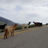Zdjęcie z Grecji - Kozy spacerujące po górskich drogach to częsty widok na Krecie.