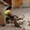 Zdjęcie z Grecji - Klasztor Agia Triada. Mieszkające na terenie klasztoru stada kotów są dokarmiane przez turystów.