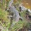 Zdjęcie z Kuby - Krokodyl
