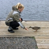Zdjęcie z Kanady - Mowat Landing-oswojony i głodny kaczor