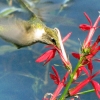 Zdjęcie z Kanady - Koliber