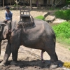 Zdjęcie z Tajlandii - Slon na pieciu nogach :)