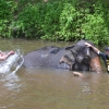 Zdjęcie z Tajlandii - Akcja wykapac slonia :)