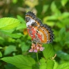 Zdjęcie z Tajlandii - Mieszkaniec motylarium