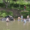 Zdjęcie z Tajlandii - Miśkowanie sie ze sloniami w chlodnej rzece - super sprawa :)