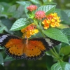 Zdjęcie z Tajlandii - Jeszcze jeden tropikalny motylek