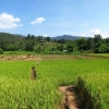 Zdjęcie z Tajlandii - Rosnie tzw. kleisty ryz, ktory nie potrzebuje wody