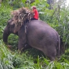 Zdjęcie z Tajlandii - Slon przy pracy