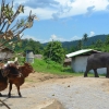 Zdjęcie z Tajlandii - Sloniowa farma kolo wioski Dlugich Szyj