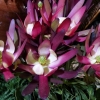 Zdjęcie z Portugalii - maderyjskie kwiaty
