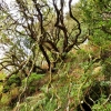 Zdjęcie z Portugalii - wchodzimy do zaczarowanego świata leśnej Madery...