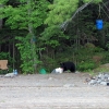 Zdjęcie z Kanady - French River, Ontario-Niedźwiedź na naszym miejscu!