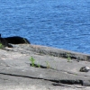 Zdjęcie z Kanady - French River, Ontario. Niedźwiedź na naszym biwaku!