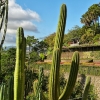 Zdjęcie z Portugalii - kaktusoland