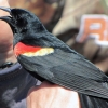 Zdjęcie z Kanady - Long Point, Ontario-Stacja Obserwacji Ptaków