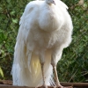Zdjęcie z Portugalii - paw-albinos