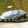Zdjęcie z Portugalii - małe śmieszne żółwiki
