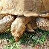 Zdjęcie z Portugalii - i całkiem duże żółwie