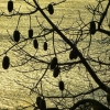 Zdjęcie z Portugalii - widok na "drzewo ogórkowe":), czyli chorizia w pełni owocowania