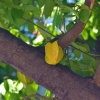 Zdjęcie z Tajlandii - Star fruit czyli carambola