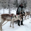 Zdjęcie z Finlandii - Safari z reniferami