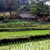 Zdjęcie z Tajlandii - Pola ryzowe