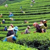 Zdjęcie z Tajlandii - Zbiory herbaty