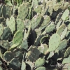 Zdjęcie z Meksyku - Jak Meksyk- to kaktusy :)