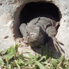 Zdjęcie z Meksyku - Towarzyszka całego wyjazdu- iguana