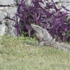 Zdjęcie z Meksyku - Pan albo pani iguana