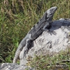 Zdjęcie z Meksyku - Czyżby znów iguana? :)