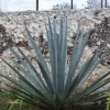 Zdjęcie z Meksyku - Dorodny okaz agawy
