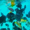 Zdjęcie z Vanuatu - Pod wodą