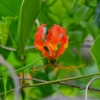 Zdjęcie z Vanuatu - Vanuacka flora