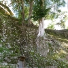 Copàn Ruinas - Zdjęcie Copàn Ruinas - jedna ze swiatyn zakryta drzewami