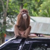 Zdjęcie z Tajlandii - A ten makak napelnil sobie pusta butelke z kalukałuży!!!