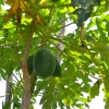 Zdjęcie z Nowej Kaledonii - Rosnie papaja