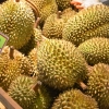 Zdjęcie z Tajlandii - Komu durianka, komu? Kto chce miec smrodek w domu? :)