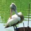 Zdjęcie ze Sri Lanki - pelikany nad jeziorem Baira