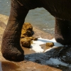 Zdjęcie ze Sri Lanki - 100 % czystej celulozy, czyli swieża słoniowa kupka idealna na papier słoniowy :)